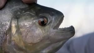 Episodio 1