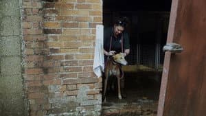 Going to the Dogs — foto 4