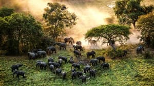 The Last Animals — foto 1