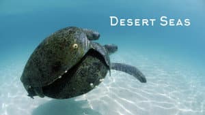 Desert Seas — foto 3