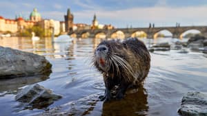 Planeta Praha — foto 1