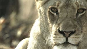 Malika the Lion Queen — foto 2