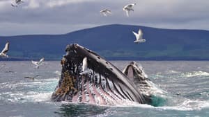 Wild Ireland: The Edge of the World — foto 1