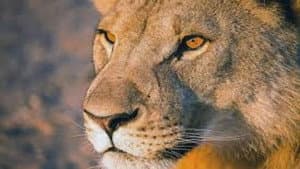 Vanishing Kings: Desert Lions of the Namib — foto 1