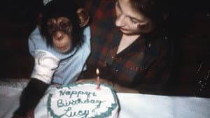 Lucy, el chimpancé humano — foto 3