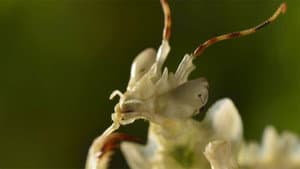 Micro Monsters with David Attenborough — foto 5