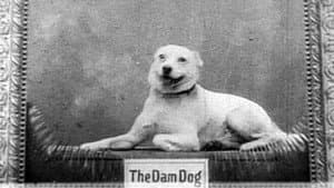 I.B. Dam and the Whole Dam Family — foto 3