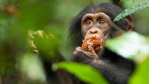 Chimpancés — foto 1