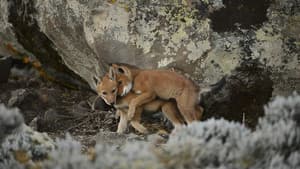 Abyssinie, L'appel Du Loup — foto 2