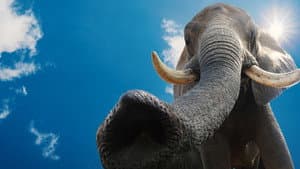 La Magia de Animal Kingdom de Disney — foto 9