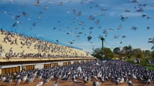 Million Dollar Pigeons — foto 1