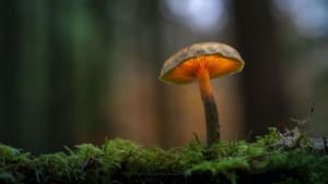 Le monde extraordinaire des champignons — foto 1