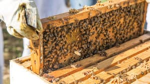 The Last Beekeeper — foto 1