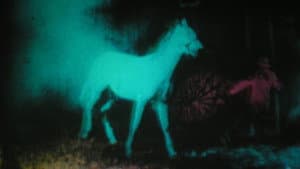 Berlin Horse — foto 2