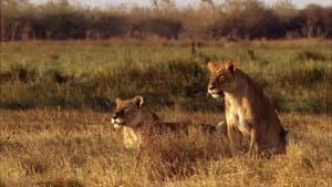 Africa's Predator Zones — foto 1