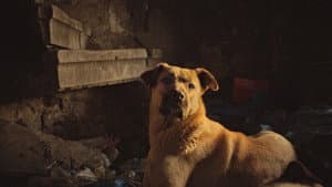 Stray — foto 5