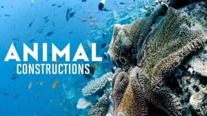 Constructions animales — foto 3