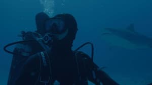 Requin — foto 1