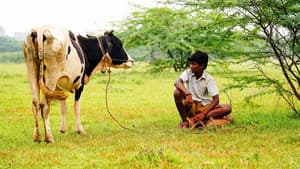 வாழை — foto 11