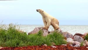 Osos Polares: Ice Bear — foto 7
