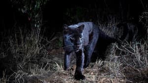 In Search Of A Legend: Black Leopard — foto 1