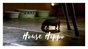 North American House Hippo — foto 1