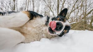 World's Funniest Animals — foto 1