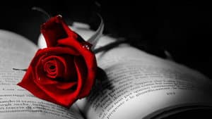Red Rose — foto 1