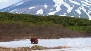 Медведи Камчатки. Начало жизни — foto 6