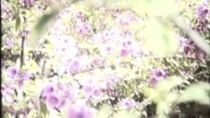 Aubade — foto 2