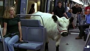 La Vache et le Président — foto 1