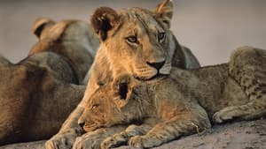 Big Cats, Small World — foto 4