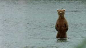 Bear Wars — foto 1