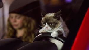 Grumpy Cat's Worst Christmas Ever — foto 1