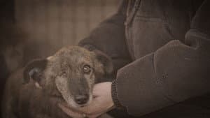 How to kill a puppy and get rich - Die Hunde Mafia — foto 2