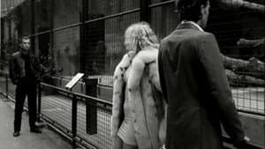 Venus in Furs — foto 1