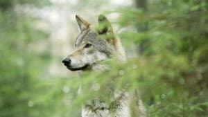 Wolf — foto 1