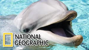 Dolphins: The Wild Side — foto 1