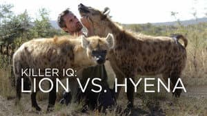 Killer IQ: Lion vs. Hyena — foto 2