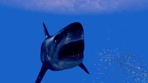 Noah’s Shark — foto 4