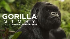 Una historia de gorilas contada por David Attenborough — foto 3