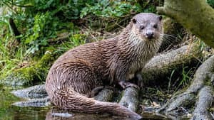 The Otter: A Legend Returns — foto 2