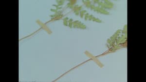 Herbaria — foto 9