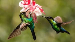 The Hummingbird Effect — foto 1