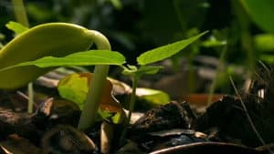 Deep, Down & Dirty: the Science of Soil — foto 1