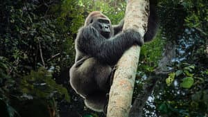 Criaturas gigantes — foto 2