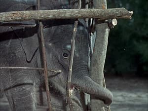 Episodio 24