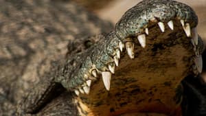 Crocodiles Revealed — foto 7