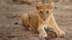 In the Womb: Animal Babies — foto 4