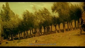 درخت گلابی — foto 10